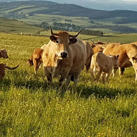 Buron Isole Sur L'aubrac Σαλέ *